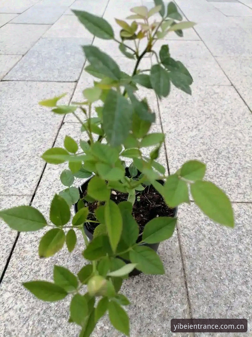 揭秘都灵德比：69岁生日礼物与30年不胜魔咒，尤文图斯面临的真正考验